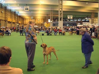 crufts